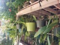 indor-and-out-door-plants-for-sale-small-16