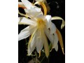 indor-and-out-door-plants-for-sale-small-15