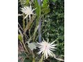indor-and-out-door-plants-for-sale-small-14