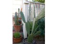 indor-and-out-door-plants-for-sale-small-13