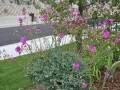 indor-and-out-door-plants-for-sale-small-12