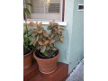 indor-and-out-door-plants-for-sale-small-11