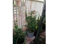 indor-and-out-door-plants-for-sale-small-10