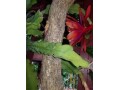 indor-and-out-door-plants-for-sale-small-9
