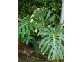indor-and-out-door-plants-for-sale-small-8