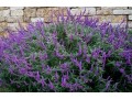 indor-and-out-door-plants-for-sale-small-7