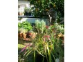 indor-and-out-door-plants-for-sale-small-6