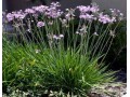 indor-and-out-door-plants-for-sale-small-5