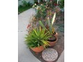 indor-and-out-door-plants-for-sale-small-4