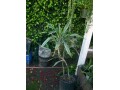 indor-and-out-door-plants-for-sale-small-3