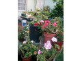 indor-and-out-door-plants-for-sale-small-2