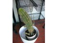 indor-and-out-door-plants-for-sale-small-1