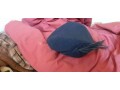 7-vintage-1950-woman-hats-asst-colors-small-1