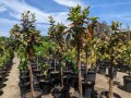 guava-trees-small-9