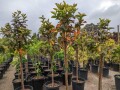 guava-trees-small-8