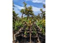 guava-trees-small-7
