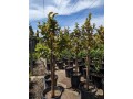 guava-trees-small-6