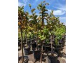 guava-trees-small-5