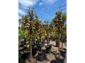 guava-trees-small-4