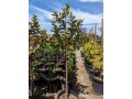 guava-trees-small-2