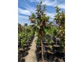 guava-trees-small-0