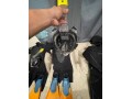 diving-gear-obo-takes-all-small-6