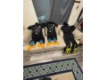 diving-gear-obo-takes-all-small-0