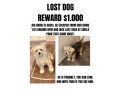 lost-dog-in-inglewood-morkie-white-face-grey-body-small-0