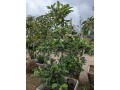 apple-tree-small-7