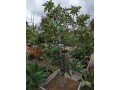 apple-tree-small-3