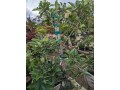 apple-tree-small-2
