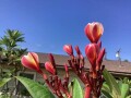 plumeria-5-foot-tree-small-11