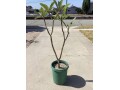 plumeria-5-foot-tree-small-10