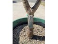 plumeria-5-foot-tree-small-9