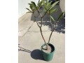 plumeria-5-foot-tree-small-8