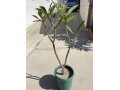 plumeria-5-foot-tree-small-7