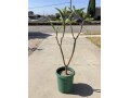 plumeria-5-foot-tree-small-6