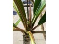 plumeria-5-foot-tree-small-5