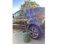 plumeria-5-foot-tree-small-4