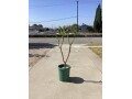 plumeria-5-foot-tree-small-3