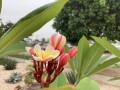 plumeria-5-foot-tree-small-2