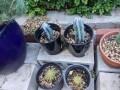 cacti-blue-myrtle-cabbage-rose-agaves-apple-cactus-small-7