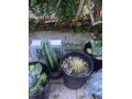 cacti-blue-myrtle-cabbage-rose-agaves-apple-cactus-small-5