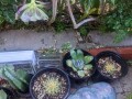 cacti-blue-myrtle-cabbage-rose-agaves-apple-cactus-small-4