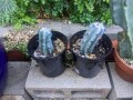 cacti-blue-myrtle-cabbage-rose-agaves-apple-cactus-small-3