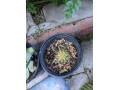 cacti-blue-myrtle-cabbage-rose-agaves-apple-cactus-small-0