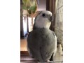 please-help-find-my-lost-cockatiel-small-1