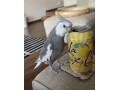 please-help-find-my-lost-cockatiel-small-0