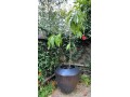 hass-avocado-tree-5-incl-pot-5-gallon-small-0