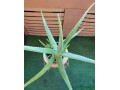 large-life-aloe-vera-plant-ceramic-pot-indoor-outdoor-succulents-small-8